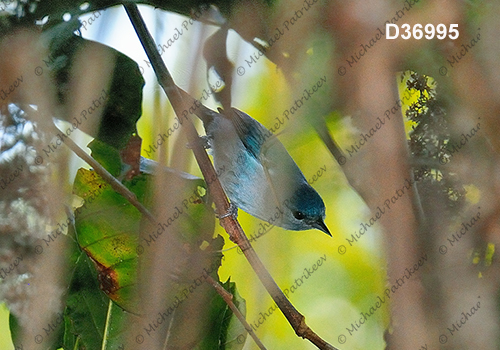 Chestnut-vented Conebill (Conirostrum speciosum)